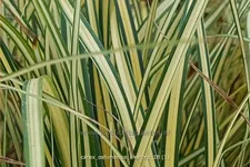 Carex oshimensis 'Everoro'