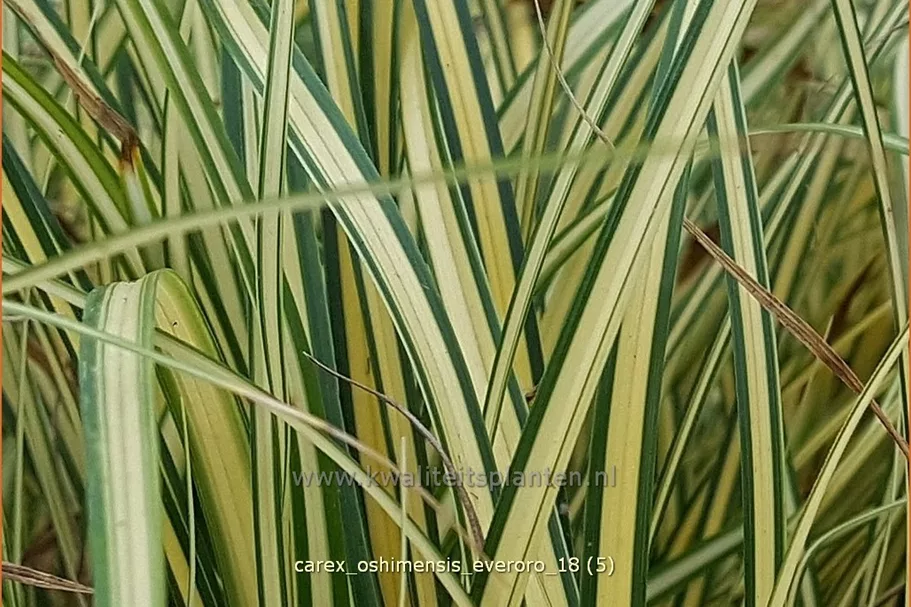 Carex oshimensis 'Everoro'