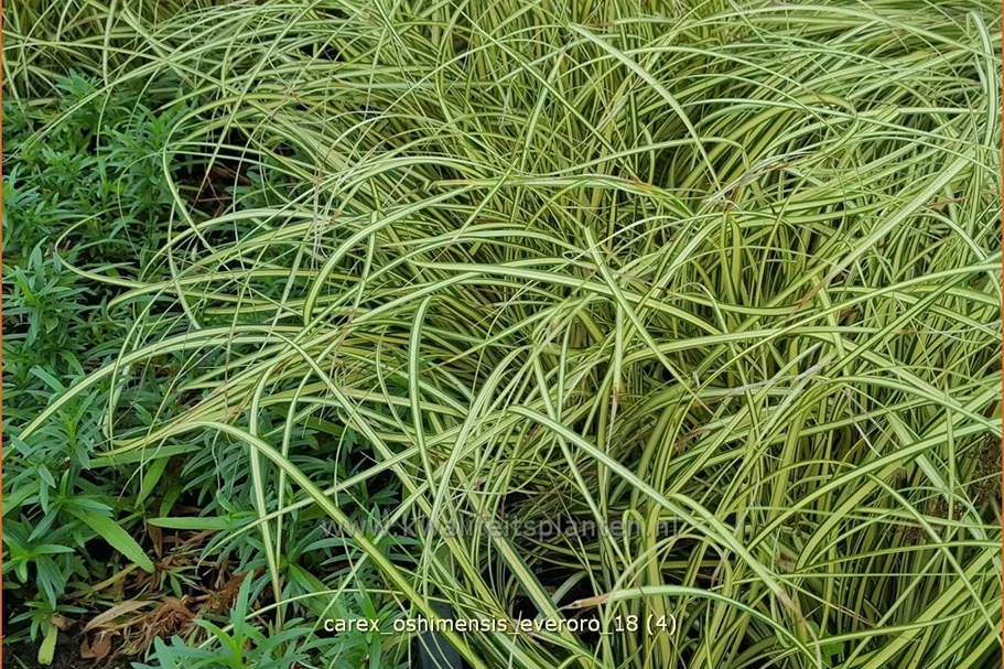 Carex oshimensis 'Everoro'