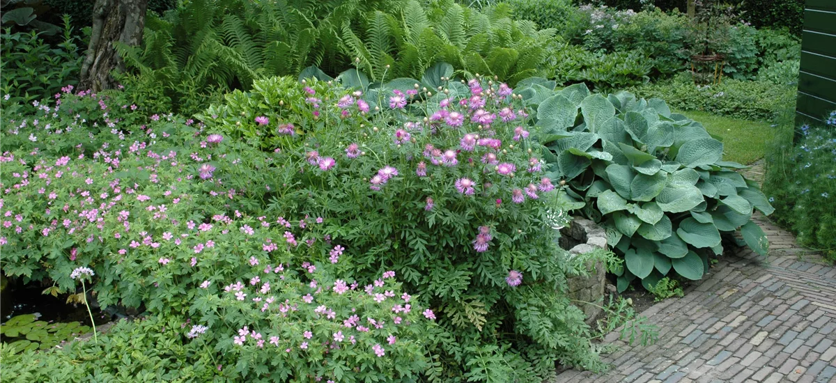 Centaurea pulcherrima