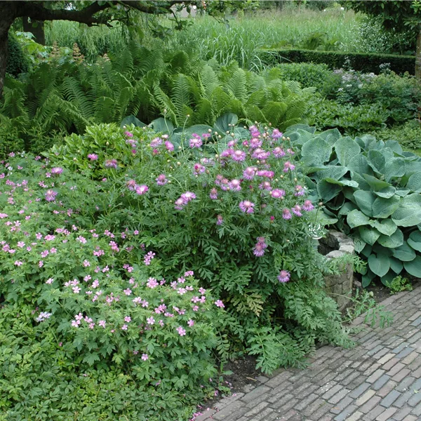 Centaurea pulcherrima