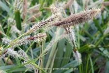 Carex oshimensis 'Green Wonder'