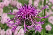 Centaurea scabiosa