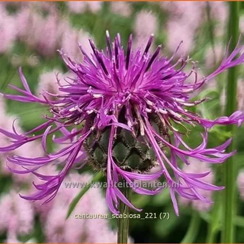 Centaurea scabiosa