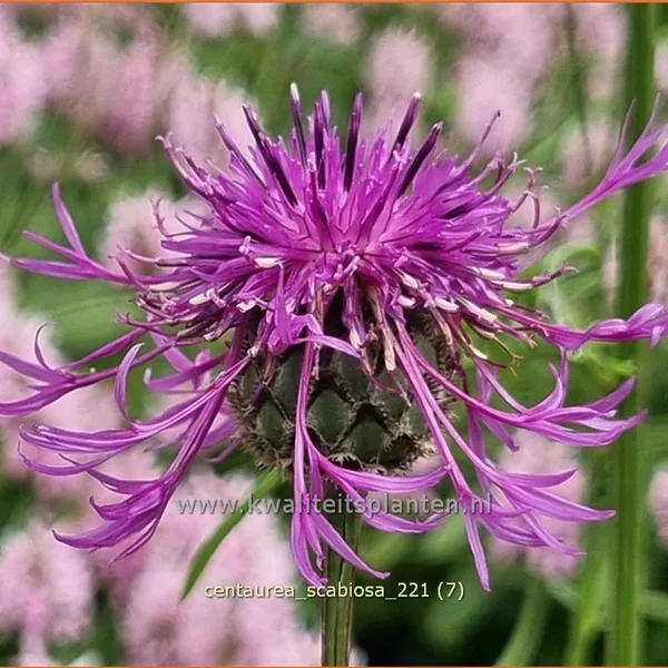 Centaurea scabiosa