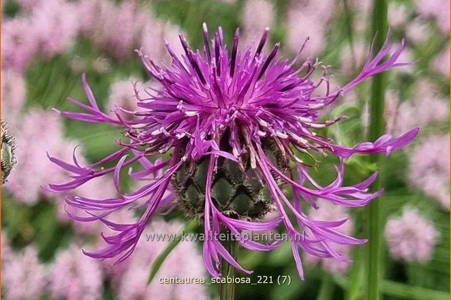 Centaurea scabiosa