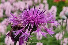 Centaurea scabiosa