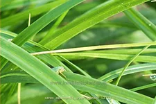 Carex oshimensis 'Green Wonder'