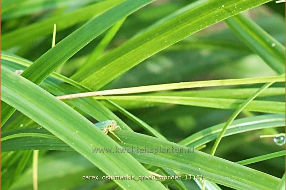Carex oshimensis 'Green Wonder'