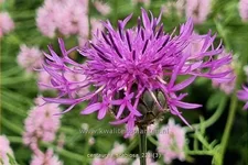 Centaurea scabiosa