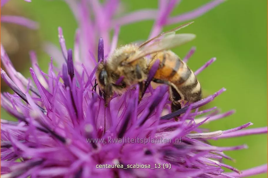 Centaurea scabiosa