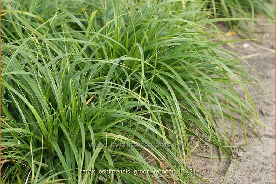 Carex oshimensis 'Green Wonder'