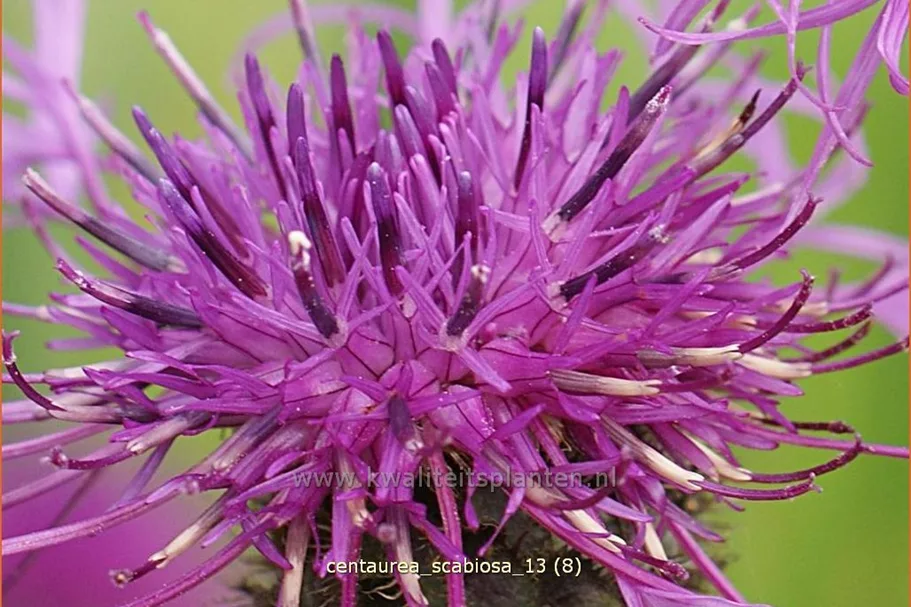 Centaurea scabiosa