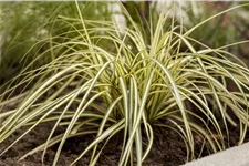 Carex oshimensis 'Green Wonder'