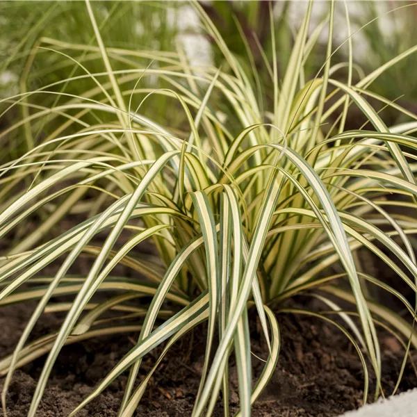 Carex oshimensis 'Green Wonder'