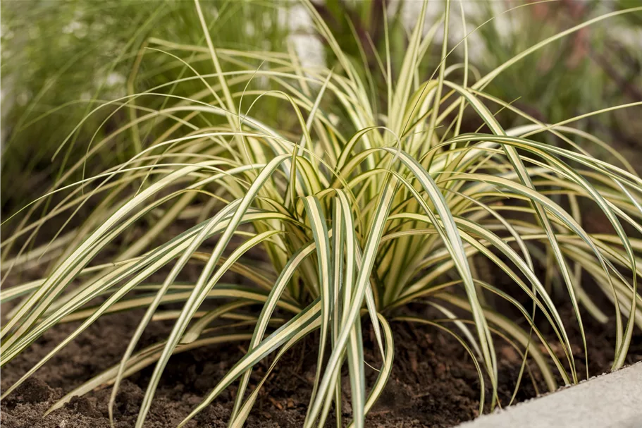 Carex oshimensis 'Green Wonder'