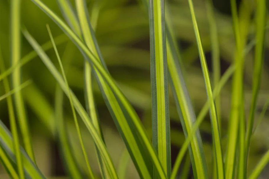 Carex oshimensis 'Green Wonder'