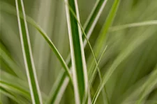 Carex oshimensis 'Green Wonder'