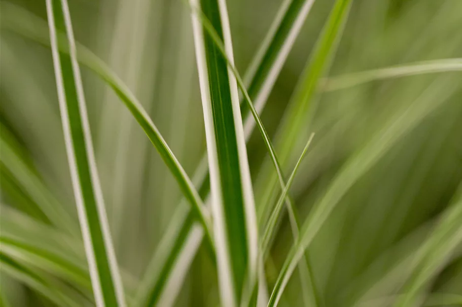 Carex oshimensis 'Green Wonder'
