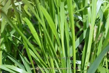 Calamagrostis x acutiflora 'Waldenbuch'