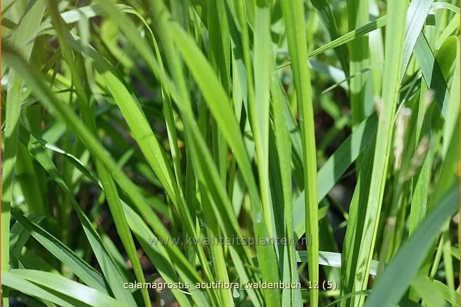 Calamagrostis x acutiflora 'Waldenbuch'