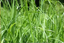 Calamagrostis x acutiflora 'Waldenbuch'