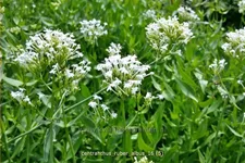 Centranthus ruber 'Albus'