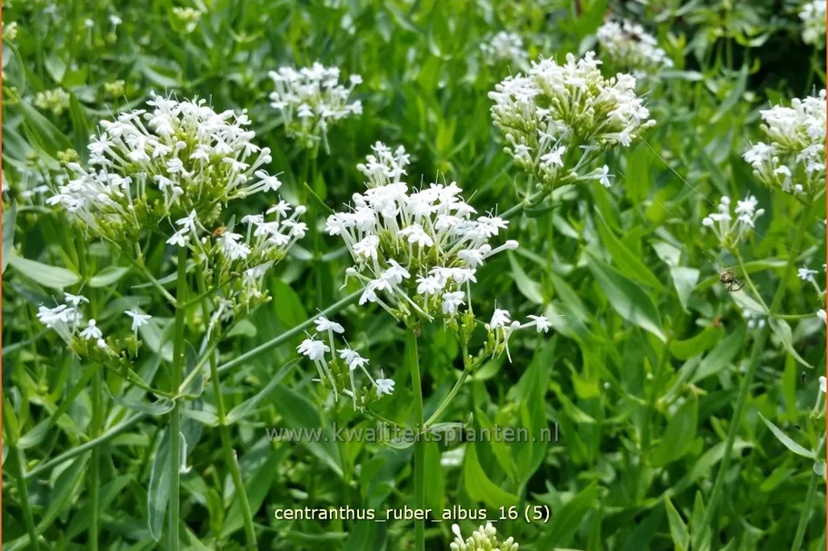 Centranthus ruber 'Albus'