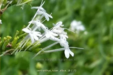 Centranthus ruber 'Albus'