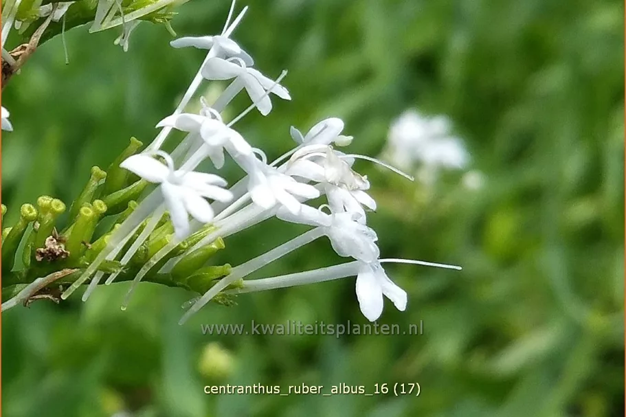 Centranthus ruber 'Albus'