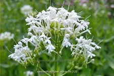 Centranthus ruber 'Albus'