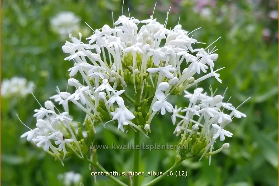 Centranthus ruber 'Albus'