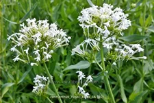 Centranthus ruber 'Albus'
