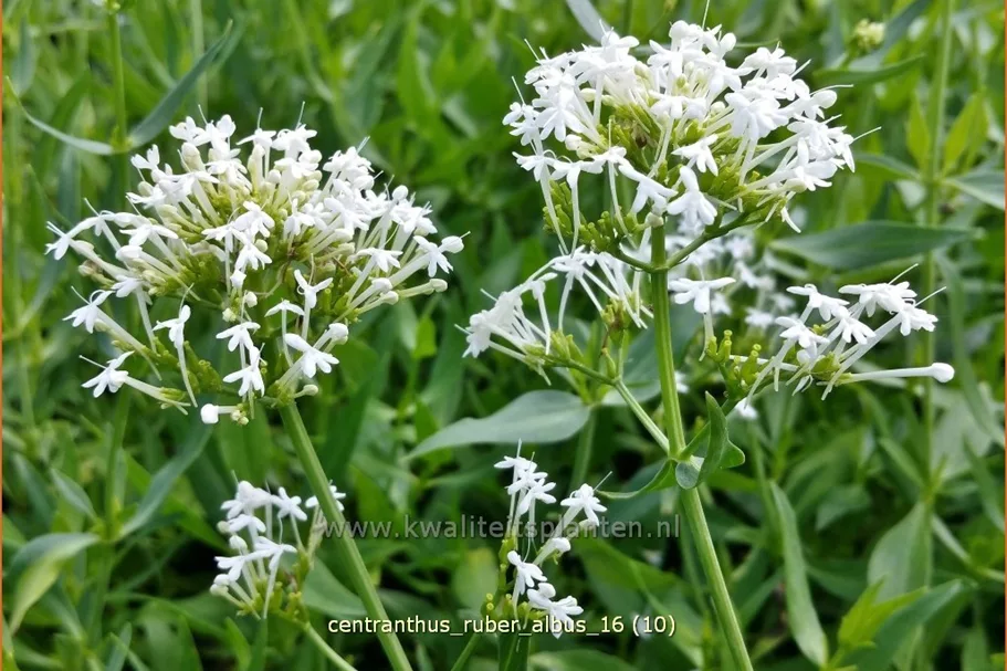 Centranthus ruber 'Albus'