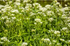 Centranthus ruber 'Albus'