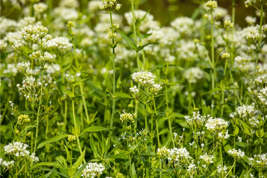Centranthus ruber 'Albus'