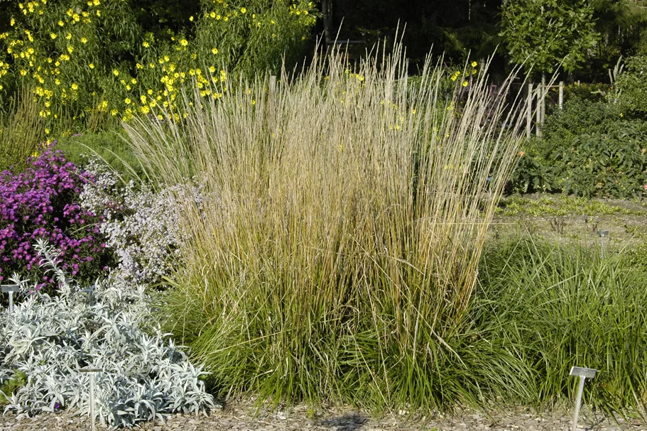 Calamagrostis x acutiflora 'Waldenbuch'