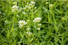 Centranthus ruber 'Albus'