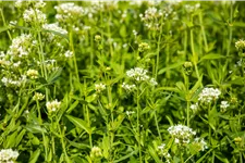 Centranthus ruber 'Albus'