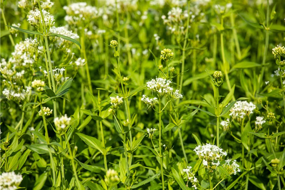 Centranthus ruber 'Albus'