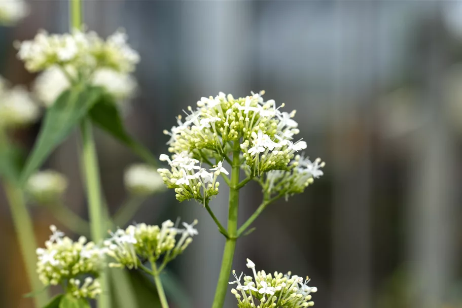 Centranthus ruber 'Albus'