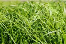 Calamagrostis x acutiflora 'Waldenbuch'