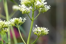 Centranthus ruber 'Albus'