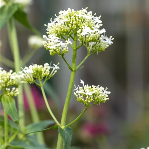Centranthus ruber 'Albus'