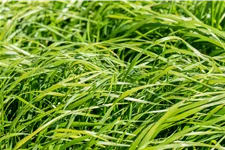 Calamagrostis x acutiflora 'Waldenbuch'