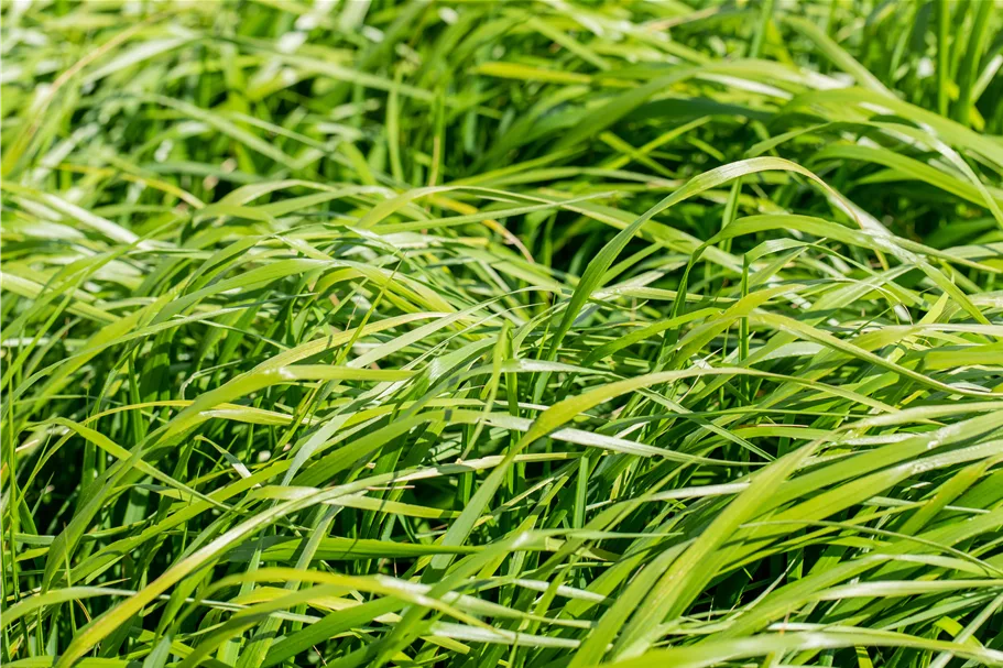 Calamagrostis x acutiflora 'Waldenbuch'