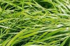 Calamagrostis x acutiflora 'Waldenbuch'