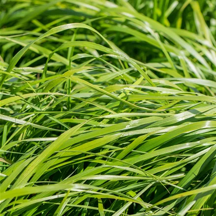 Calamagrostis x acutiflora 'Waldenbuch'