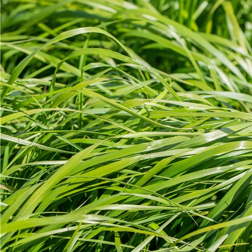 Calamagrostis x acutiflora 'Waldenbuch'