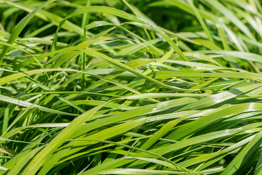 Calamagrostis x acutiflora 'Waldenbuch'